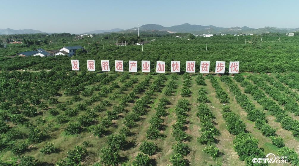 江西瑞金黄柏乡坳背岗万亩脐橙基地