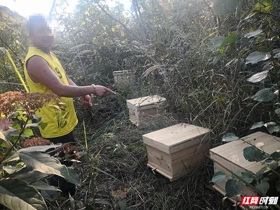 【警视窗】桑植县：人潮溪派出所破获一起盗窃蜂蜜案