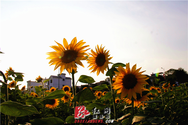 _MG_6414.jpg