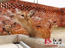 东安：农旅融合助振兴