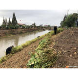 注滋口镇全线清除隆西沟两岸违规占用开垦种植的农作物