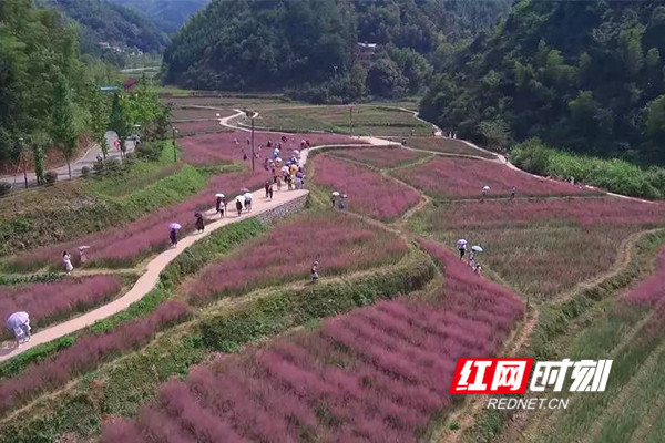 桐子坳村，盛开的粉黛乱子草吸引了大量省内外游客前来观光游玩.jpg