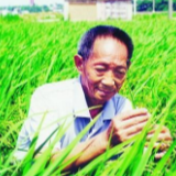 袁隆平团队将全面开展耐盐碱水稻育种工作