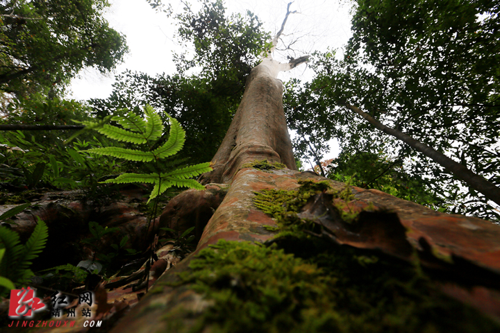 世上真有怕痒树67靖州发现500年紫薇古树群落