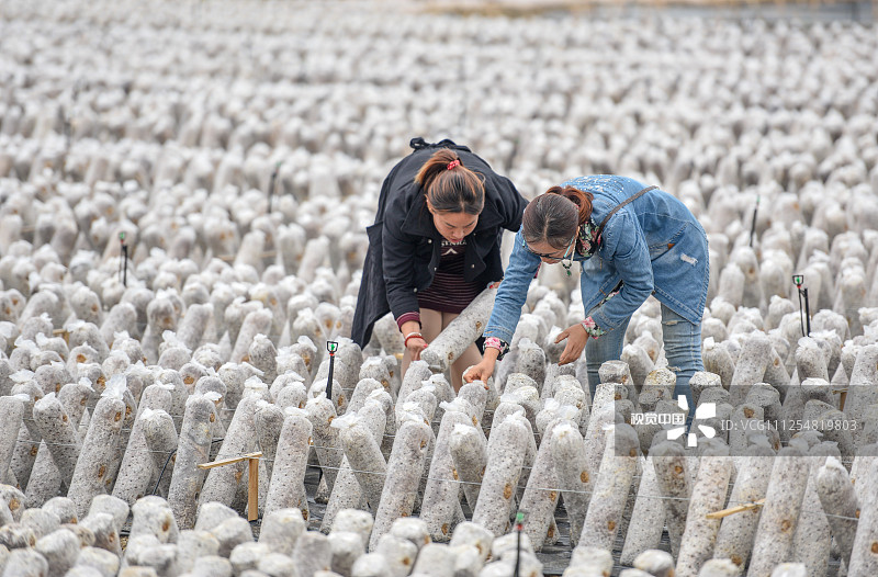 2019年10月15日，湖南永州，道县寿雁镇空树岩村黑木耳种植基地，农户们在管护刚种植的黑木耳菌棒。