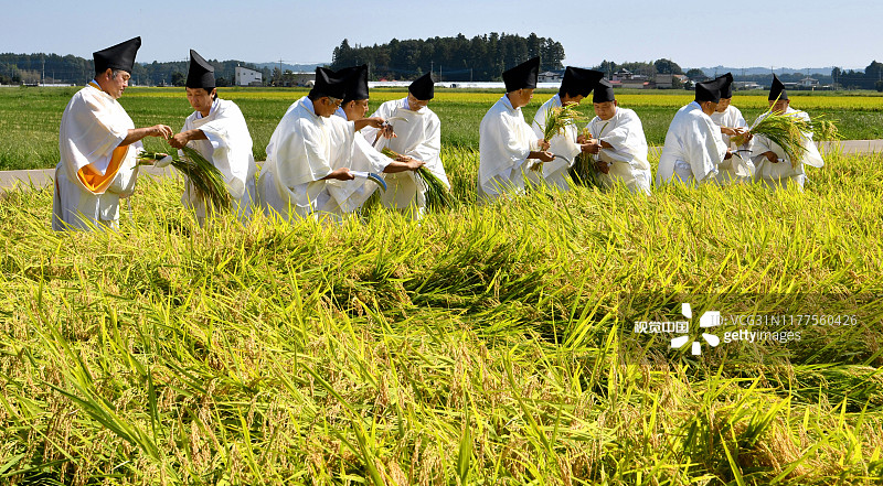 当地时间2019年9月27日，日本高内泽镇，当地举行水稻收割仪式。收割的水稻将被用在日本天皇即位式上。