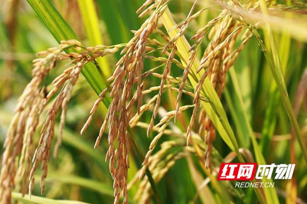 今年，前进村示范种植新品种优质晚稻，亩产可达1200斤，每亩可增收200元。图/单建华