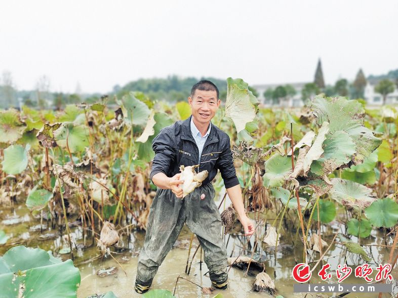 　　10月17日，戴智勇穿着雨靴下到荷塘，摸索一会，就抓上来一只甲鱼，个头不小。长沙晚报全媒体记者 姜国 通讯员 彭帅 摄影报道