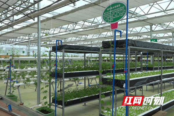 德辉公司设施蔬菜生产区。.jpg