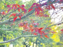 满山枫叶，独我一棵红了秋天