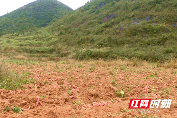 苏仙区五盖山：高山上红薯飘香 “猪饲料”晒出了“软黄金”