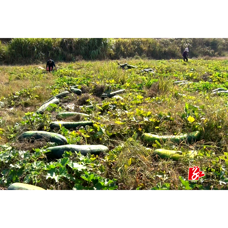 【精准扶贫】湘乡市白田镇东茅村200余万斤冬瓜滞销 菜农盼援手