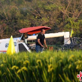 第三代杂交水稻首次专家测产 衡南基地平均亩产1046.3公斤