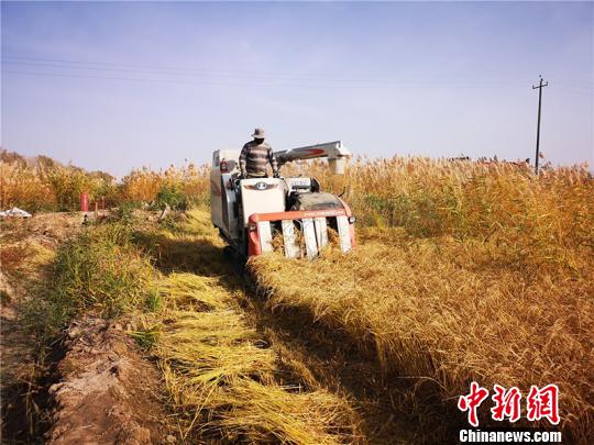 新疆兵团职工尝试水稻种植获成功自创大米品牌提升附加值