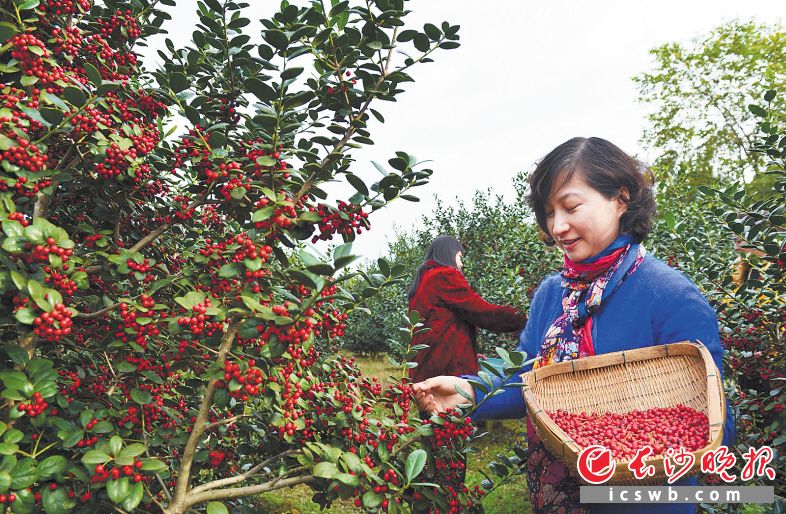 　　→金秋时节走进雨花区跳马镇，处处可见丰收图景。产业加速转型、人居环境“五治”加速推进，乡村振兴正当时。 　　资料图片