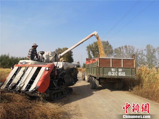 今年，靳怀宾引进名优品种水稻进行试种，亩产量增加到近600公斤。　安媛杰 摄