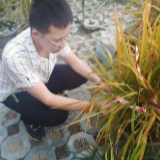 荐读丨大二男生种出杂交水稻，和袁老种的味道一样吗？