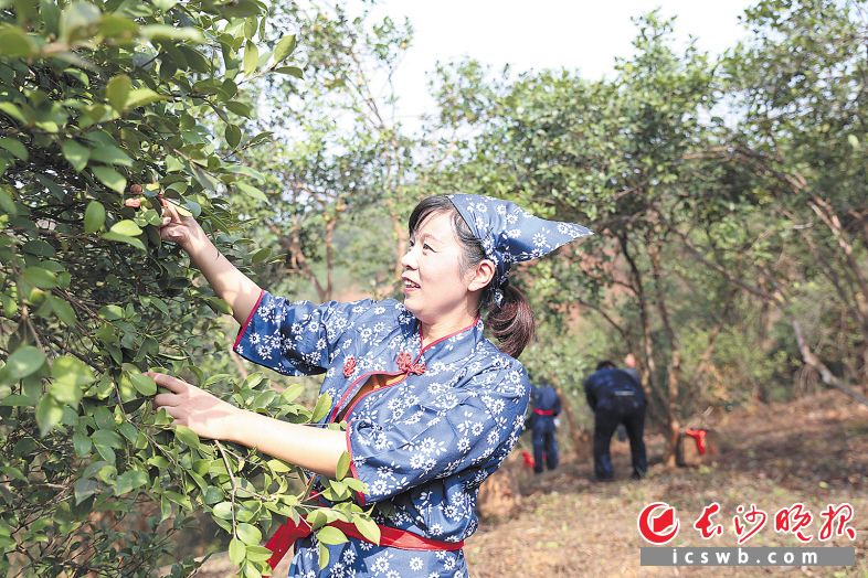 　　近日，在浏阳市镇头镇土桥村的万亩油茶林中，一场油茶果采摘趣味挑战赛热闹开赛。　　长沙晚报全媒体记者 颜开云 摄