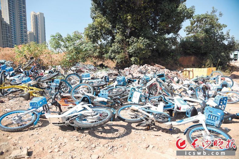 　　在长沙县高沙社区一工地附近，数十辆共享电单车被丢弃。长沙晚报全媒体记者 刘琦 摄
