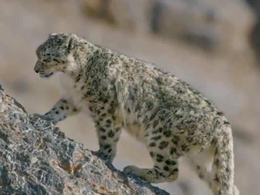 造物神奇！雪豹60米坠落仍顽强捕猎