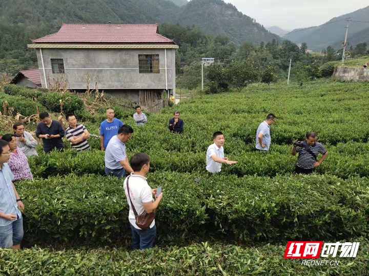 【脱贫攻坚看桑植】用科技助推产业 用产业反哺乡村