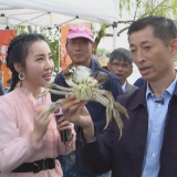 2019上海崇明“橘黄蟹肥稻米香”文化旅游节启动