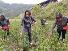 隆回：省人大代表廖群以产业带动贫困户“圆梦”