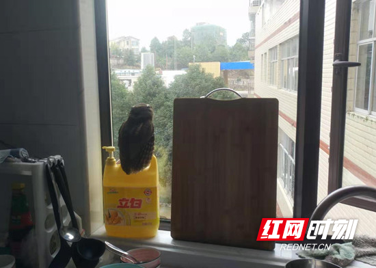 慈利县零阳镇：这只猫头鹰重获自由了