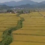 农业农村部：前三季度农业农村经济运行稳中有进
