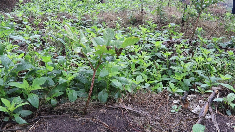 白魔芋种植和管理图片图片