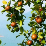 22家企业获“湖南茶油”公共品牌授权