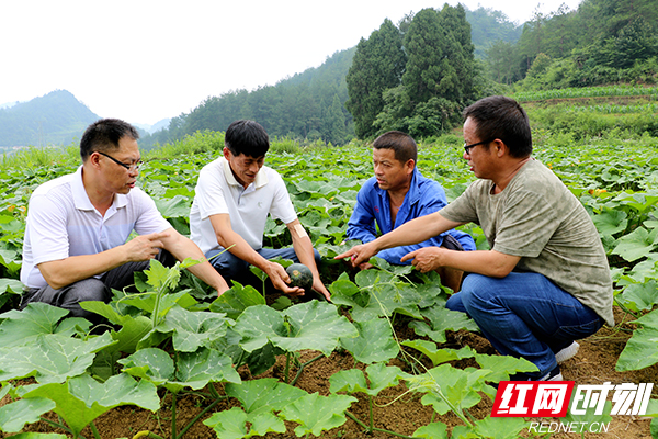 科技特派员指导农户种植新品南瓜副本.jpg