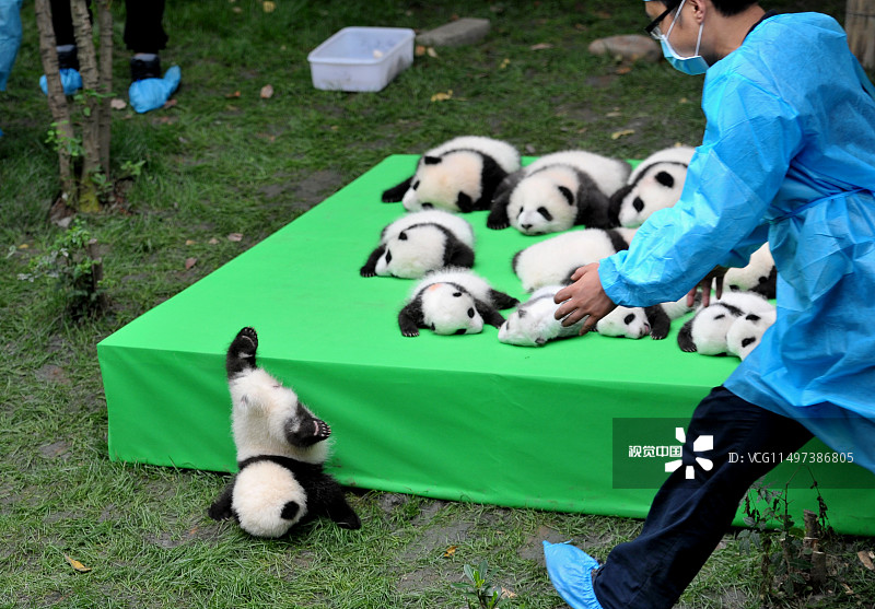 2016年9月29日，2016年度在成都大熊猫繁育研究基地内出生的23只大熊猫宝宝集体亮相。一只大熊猫宝宝不小心掉下台子，工作人员赶紧上前。