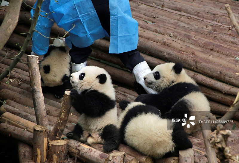 2017年1月22日，四川成都，成都大熊猫繁育研究基地里的大熊猫。