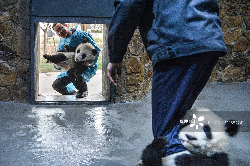 2017年2月24日，在成都大熊猫繁育研究基地，有一群人，他们像照顾自己的孩子一样，每天守护着幼年大熊猫，给它们喂奶、陪它们玩耍。
就是喜欢抱大腿！