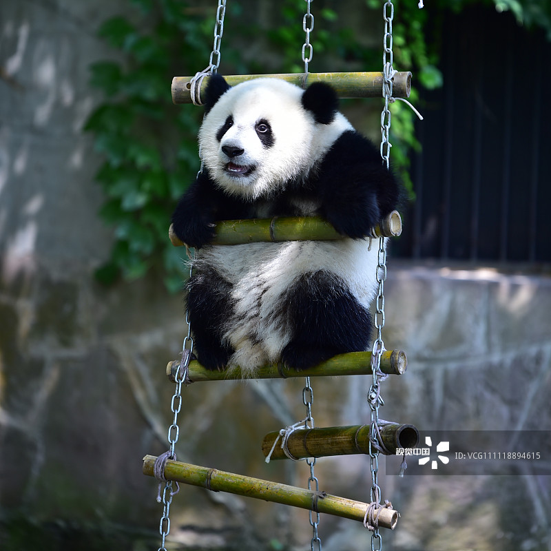 2017年07月11日，重庆，明星大熊猫“渝宝”“渝贝”在自己一周岁的生日会上开心的玩耍。