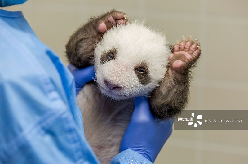 要说世界上最可爱的动物是什么，那一定是“国宝”大熊猫了吧。它们憨态可掬的外表，不仅让国人为之着迷，更是让不少歪果仁对它喜爱有加。在中国，乃至整个世界，大熊猫都是当之无愧的“万人迷”。可你们知道吗？10月27日，是世界自然基金组织（WWF）设立的“国际熊猫日”。
当地时间2019年10月17日，德国柏林，大熊猫“梦梦”生下的两只熊猫幼崽中的一只。8月31日，大熊猫梦梦生下了“双胞胎”大熊猫。