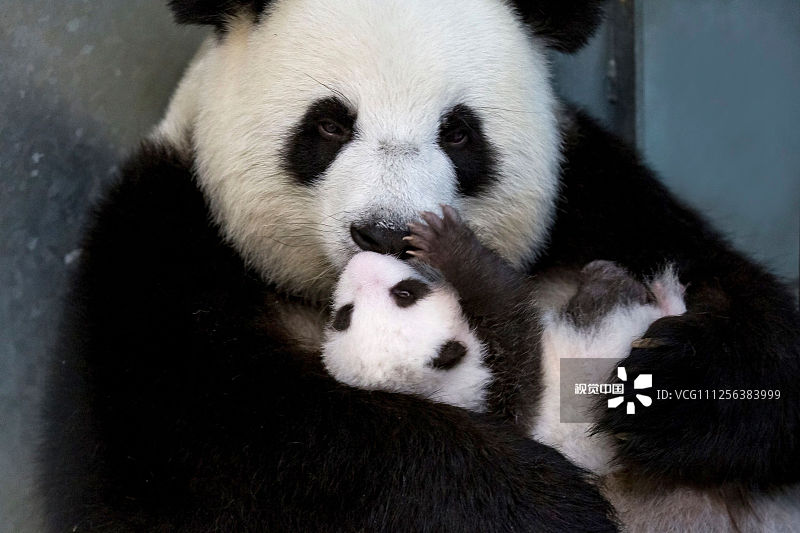 2019年10月25日讯，德国柏林动物园发布的大熊猫幼崽最新萌照。旅德大熊猫梦梦今年8月31号在德国柏林动物园产下的大熊猫双胞胎幼崽正在茁壮成长。