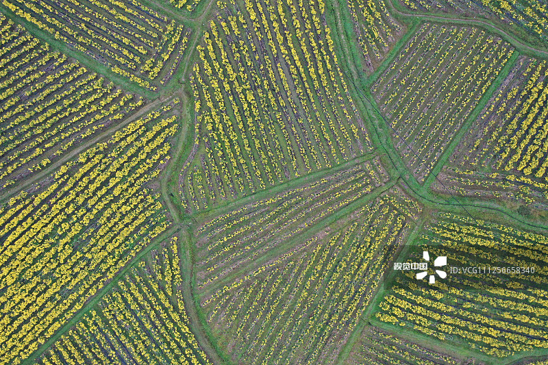 2019年10月27日，湖南怀化，俯瞰通道侗族自治县坪坦乡横岭侗寨种植示范基地的200余亩金丝皇菊。