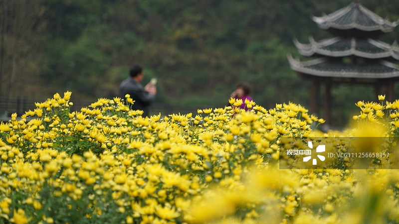 2019年10月27日，湖南怀化，人们冒雨在通道侗族自治县坪坦乡横岭侗寨观赏金丝皇菊。