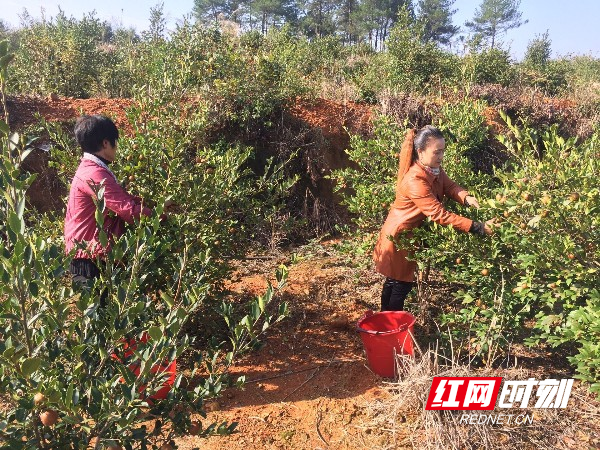 新邵陈家坊镇：种下万亩油茶树 结出脱贫致富果