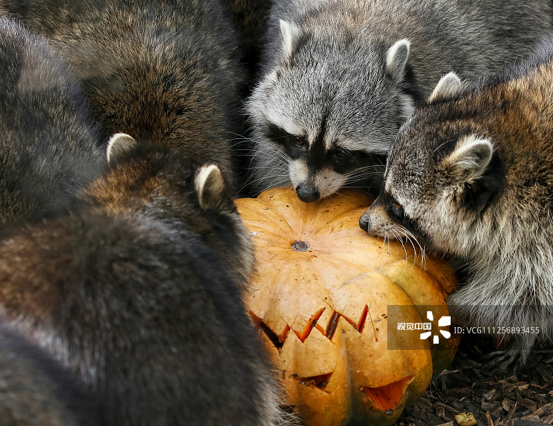 当地时间2019年10月29日，乌克兰基辅，万圣节在即，动物园为动物们准备了精致南瓜美食。