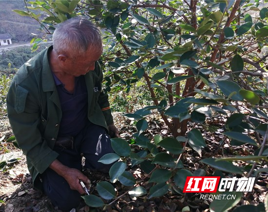 慈利县零阳镇：林业工程结硕果 滴滴汗水滴滴油 ——访七枞村油茶种植户张新民