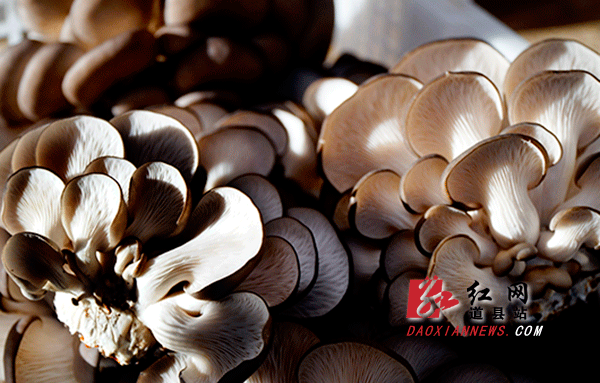 刚刚收成的食用菌.gif