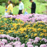 福建福州：秋日赏菊