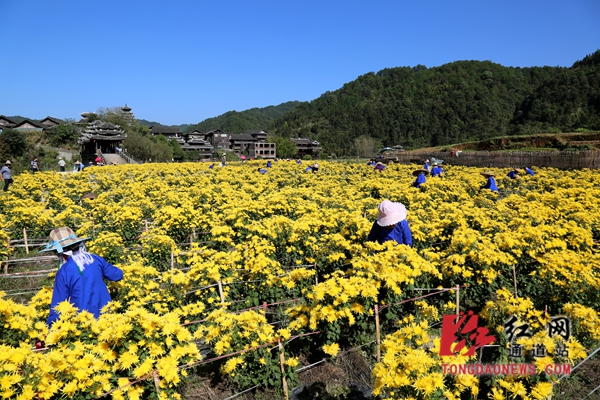 村民们采摘金丝皇菊，一派忙碌景象.jpg