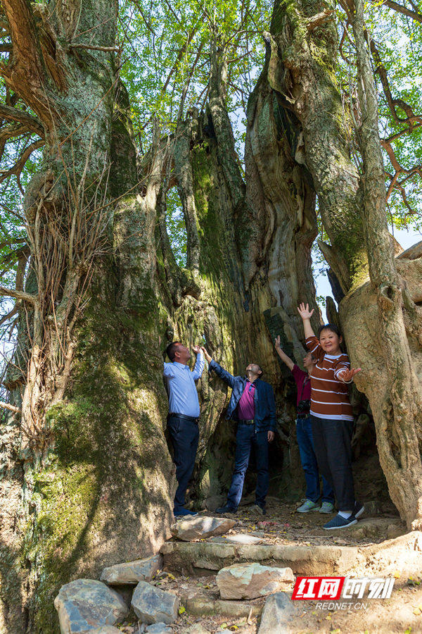 2500岁古银杏,树干空心,可容下20多人,树围需10人牵手才能合抱.
