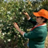 又到油茶花开季 大三湘茶油、扶贫齐飘“湘”