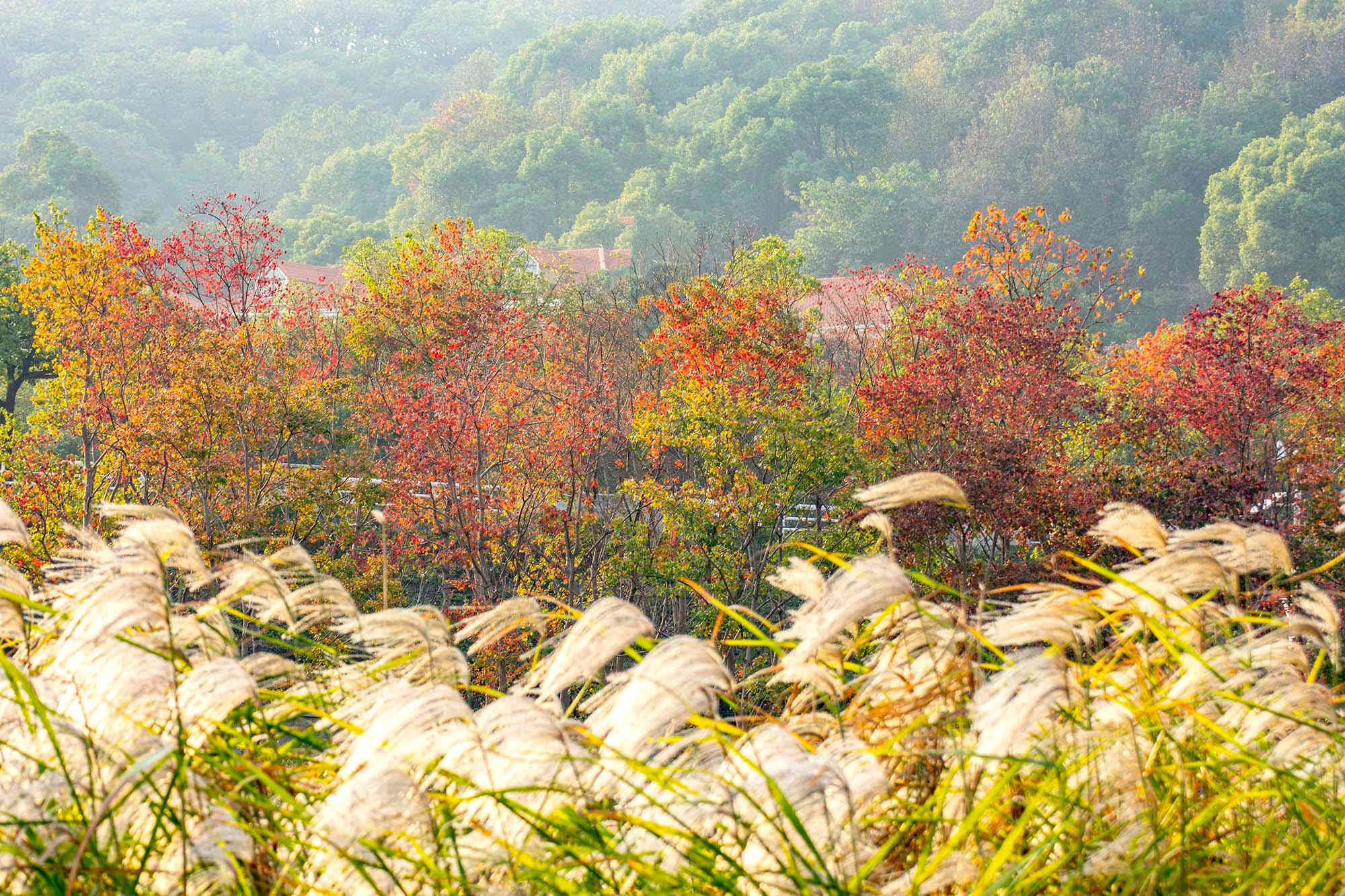 万类霜天秋烂漫，麓山脚下红叶灿。深秋时节的长沙岳麓山，处处层林浸染、红叶满山、色彩斑斓。（图/吴非）