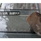 荐读丨“二师兄”这次真怂了：我是被妖怪捉到这儿的…